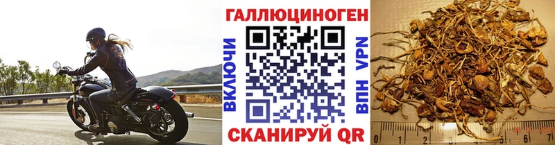 Галлюциногенные грибы Psilocybine cubensis  где найти   Белая Калитва 